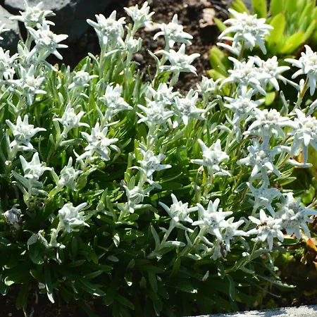 Bergblick Apartamento