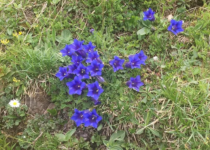 アパート Bergblick